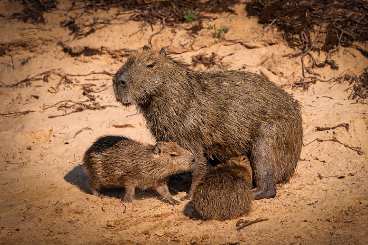 094 Noord Pantanal, capibara.jpg